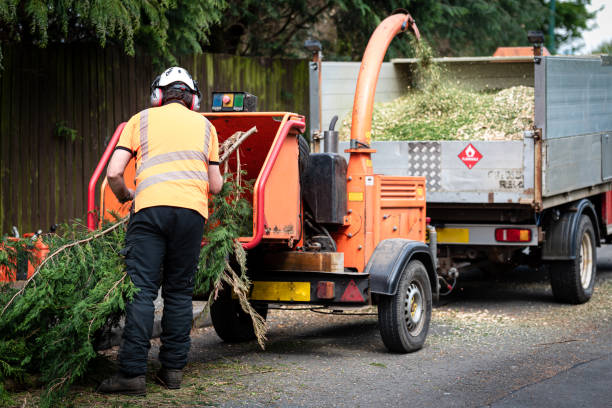 Professional Tree Care Services in Upland, PA