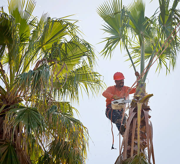 How Our Tree Care Process Works  in  Upland, PA